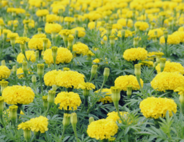 Бархатцы Медовый месяц 50 г купить