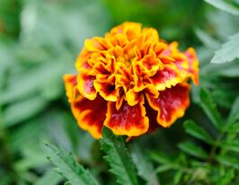 Бархатцы Медовые соты 10 г купить