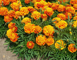 Бархатцы Медовые соты 50 г купить