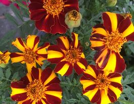 Бархатцы Мистер Маджестик 5 г купить