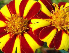 Бархатцы Мистер Маджестик 20 г купить