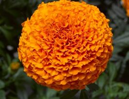 Чорнобривці оранжевий Принц 10 гкупити