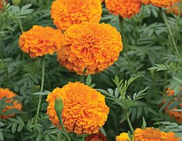 Бархатцы оранжевый Принц 50 г купить