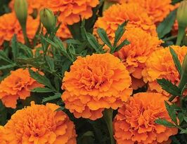Бархатцы Оранжевый мальчик 5 г купить