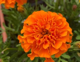 Бархатцы Оранжевый мальчик 20 г купить