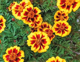 Бархатцы Паскаль 10 г купить