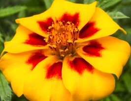 Бархатцы Паскаль 50 г купить