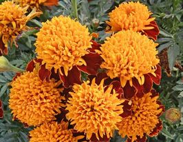 Бархатцы Петти Спру 10 г купить