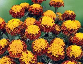 Бархатцы Петти Спру 50 г купить