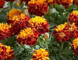 Бархатцы Скарлет София 10 г купить