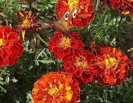 Бархатцы Скарлет София 50 г купить