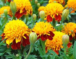 Бархатцы Тигровый глаз 50 г купить