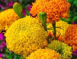 Бархатцы фантастик смесь 20 г купить