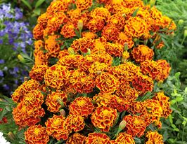 Бархатцы Фиеста 50 г купить