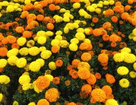 Бархатцы Сахар и смесь специй 10 г купить