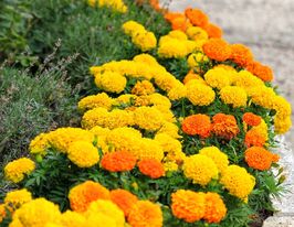 Бархатцы Сахар и смесь специй 50 г купить