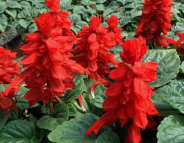 Шалфей Огненное пламя 5 г купить