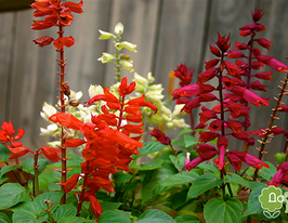 Шалфей смесь 5 г купить