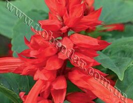 Шалфей красный Скарлет 20 г купить