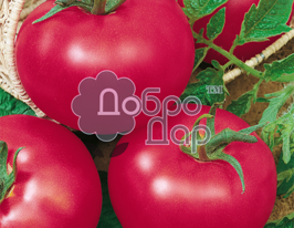 Томат Блумен 5 г купить