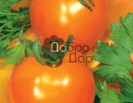 Томат в/р Жираф  5 гкупити