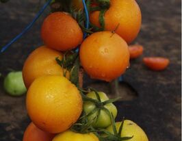 Томат в/р Златава  5 гкупити