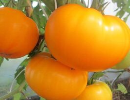 Томат в/р Золото китаю  5 гкупити