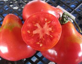 Томат в/р Івана Купала  5 гкупити