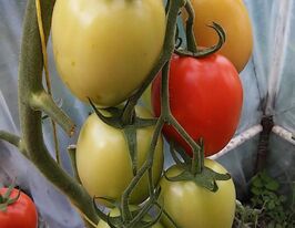 Томат в/р Імператриця  5 гкупити