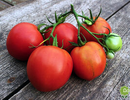 Томат в/р Індивідум 20 гкупити