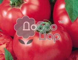 Томат в/р Ісполін 20 гкупити