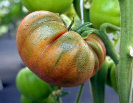 Томат в/р Кава з молоком 20 гкупити