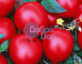 Томат в/р Купа грошей 20 гкупити