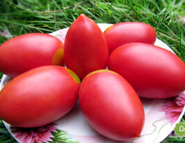 Томат в/р Леброн-23  5 гкупити