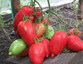 Томат в/р Легенда Тарасенко  5 гкупити