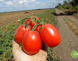 Томат в/р Магма 5 г купить