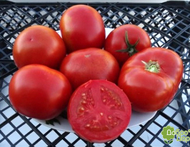 Томат в/р Майк Модано 20 г купить