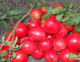 Томат в/р Малинка 20 гкупити