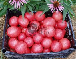 Томат в/р Малиновий ожаровський  5 гкупити