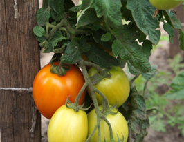 Томат в/р Новинка придністров'я  5 гкупити