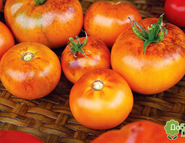 Томат к. Оранжево-фіолетовий 20 гкупити