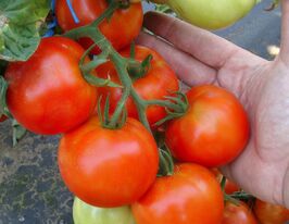 Томат в/р Палава F1 20 гкупити