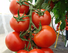 Томат в/р Педро F1 20 гкупити