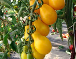 Томат в/р Перун 20 гкупити