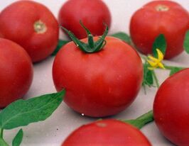 Томат в/р Північна крихітка  5 гкупити