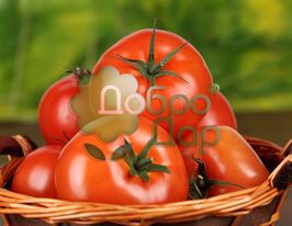 Томат в/р Роза Алтаю  5 гкупити