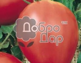 Томат в/р Шапка мономаха 20 г купить