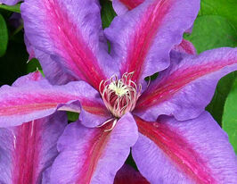 Клематис Мистер Томпсон (Mrs.Thompson) купить