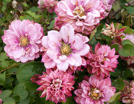 Клематис Пинк Пассион (Pink Passion) в горшке купить