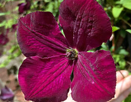 Клематис Роял Велюрс (Royal Velour) в горшке купить